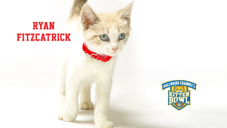 Illustration for article titled Kitten Bowl Player Names, Ranked